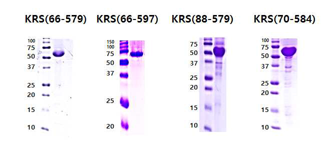 BC-K01과 YH16899와의 결정화를 위해 정제된 KRS constructs