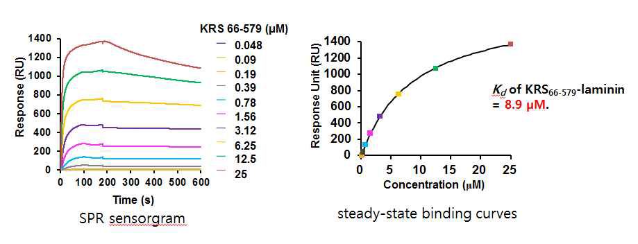 KRS(66-579)와 laminin의 상호작용에 대한 SPR 실험에서의 SPR sensorgram 결과와 steady-state binding curves