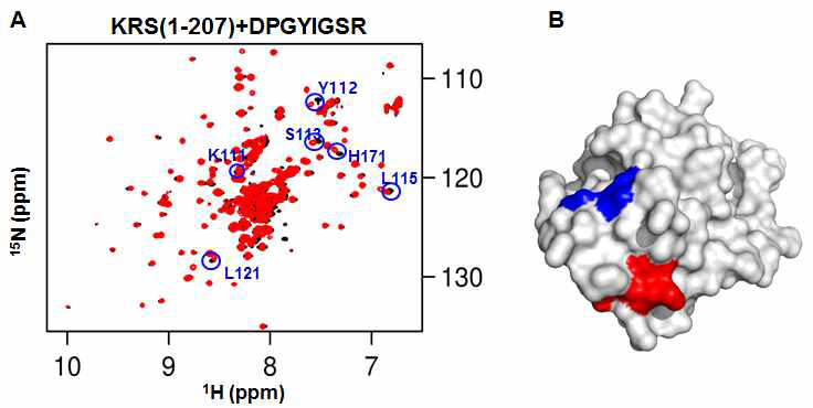 (A) KRS(1-207)의 1H-15N TROSY spectra(검정)와 KRS(1-207)에 lamminin peptide 첨가 후의 KRS(1-207)의 1H-15N TROSY spectra(빨간색)를 overlay (B) KRS의 ABD에 대해 peptide 첨가 후 perturbation 된 부분의 mapping 결과