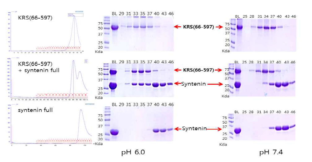pH 6.0과 7.4에서, KRS(66-597)-syntenin mixture의 gel filtration과 SDS_PAGE 결과