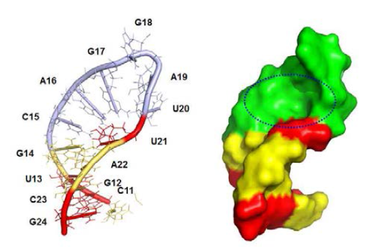 DX2-RNA의 loop 부분의 구조 모델