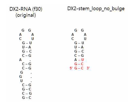 DX2 RNA의 2차구조