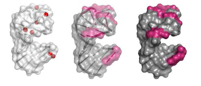 DX2-RNA hairpin loop에 WHO3 첨가 후 perturbation 된 부분(빨강색)의 mapping