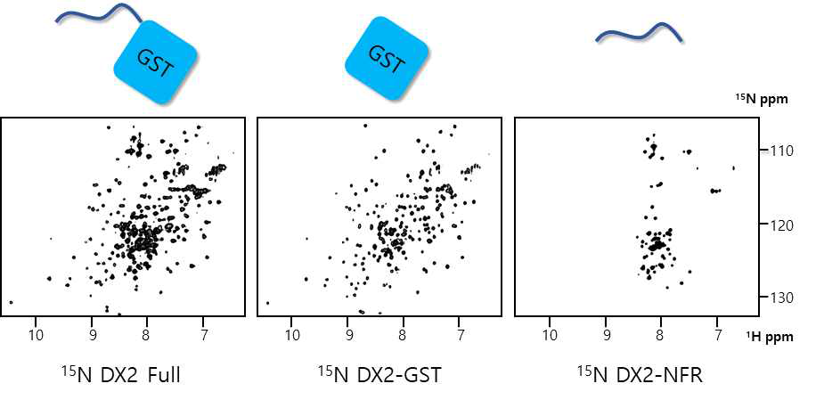 DX2-full, DX2-GST, DX2-NFR에 대한 schematic representation (위)과 1H-15N TROSY spectra(아래)