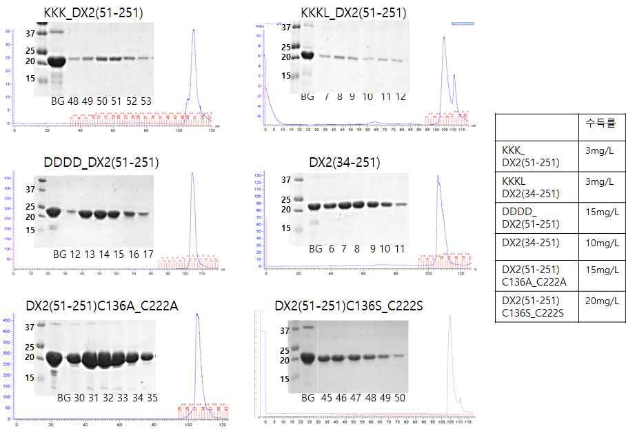 DX2(51-251) 단백질의 안정화를 위한 여러 constructs의 정제 결과 및 수득률