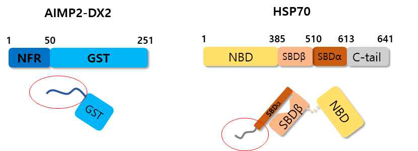 DX2와 HSP70에 관한 schematic representation
