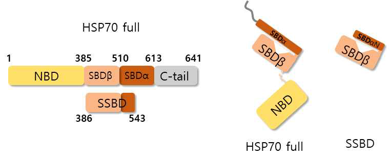HSP70-SSBD에 관한 schematic representation