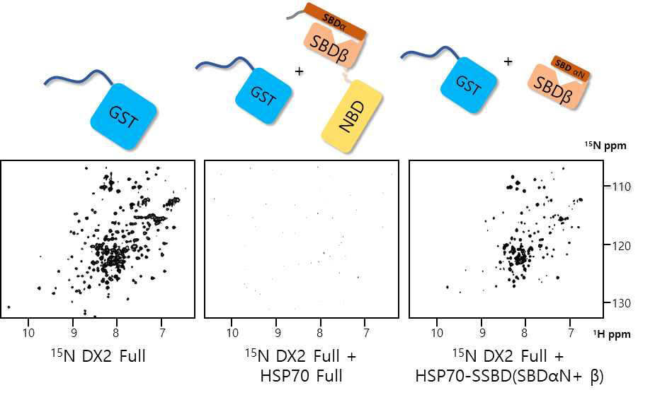 DX2 full, DX2 full+HSP70 Full, DX2 full+HSP70-SSBD에 대한 schematic representation (위)과 1H-15N TROSY spectra(아래)