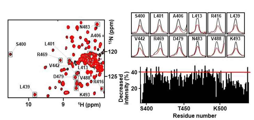 DX2 full을 HSP70-SSBD에 첨가하기 전(검정)과 후(빨강)에 대한 HSP70-SSBD의 1H-15N TROSY spectra(좌), signal intensity가 많이 변한 12 residues에 대한 1D spectra(우,상)와 감소한 intensity(%)에 대한 그래프(우,하)