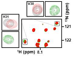 NRLLLTG peptide가 있을 때(초록)와 없을 때(빨강), HSP70 full에 의한 DX2의 신호변화. DX2 full length에서 V30과 H31에 대한 1H-15N TROSY의 close up view