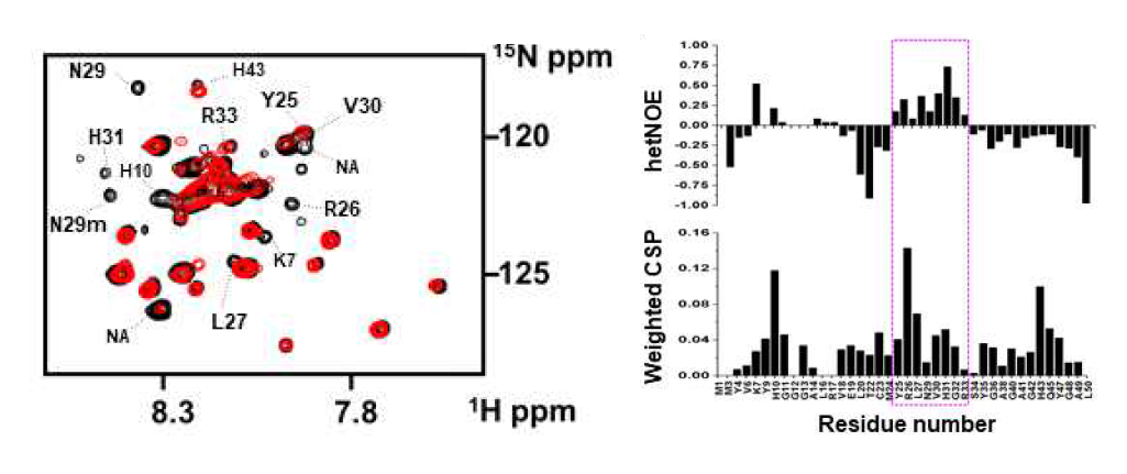 HSP70(395-613)을 DX2-NFR에 첨가하기 전(검정)과 후(빨강)에 대한 DX2-NFR의 1H-15N TROSY spectra(좌), HSP70(395-613)를 첨가 후 DX2-NFR에 대한 hetNOE 신호(우,상). 1H-15N TROSY 결과에서 계산된 chemical shift perturbation값 (우,하)