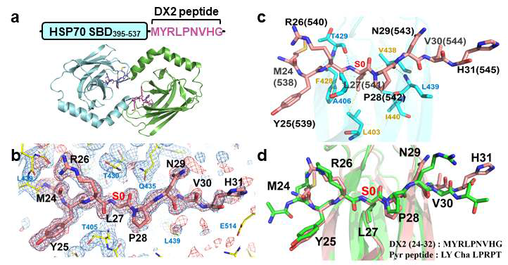 DX2의 N-terminal peptide 와 HSP70 의 복합체 구조