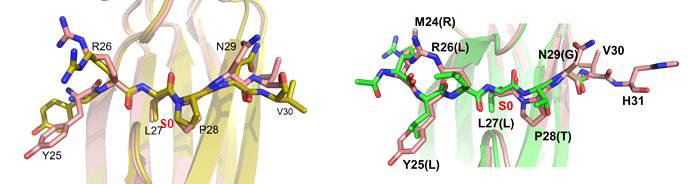 DX2의 N-terminal peptide 와 기존 substrate 와의 결합 모드 비교