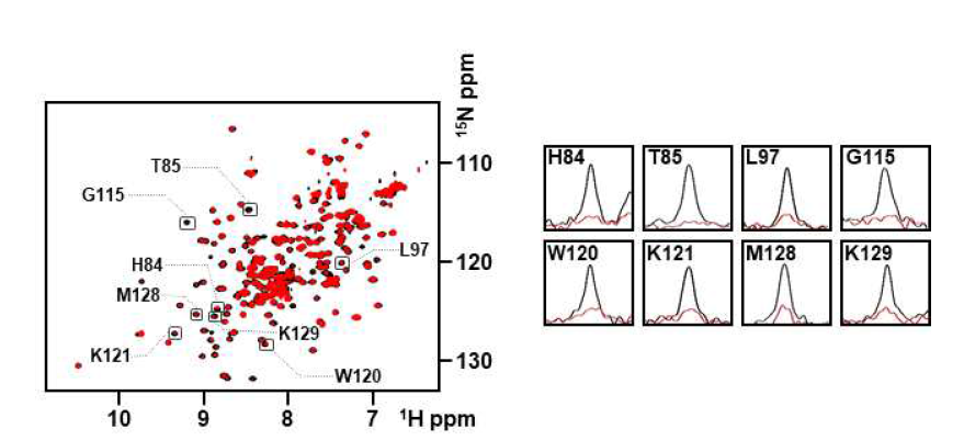 HSP70-SSBD을 DX2(51-251)C136SC222S에 첨가하기 전(검정)과 후(빨강)에 대한 DX2(51-251)C136SC222S의 1H-15N TROSY spectra(좌), signal intensity가 많이 변한 8 residues에 대한 1D spectra(우)