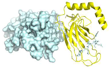 NMR 과 X-ray 연구 결과를 바탕으로 상호작용 부위를 탐색 후 제안하는 DX2–HSP70(395-537) 복합체 구조 모델