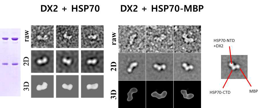 AIMP2-DX2와 HSP70 복합체의 negative EM images