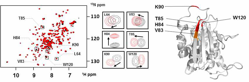 DX2 (51-251, C136S, C222S)(black) 에 K-ras HVR peptide를 1:10으로 첨가 후 (red) DX2 (51-251, C136S, C222S)의 1H-15N TROSY spectra(좌)과, 이를 바탕으로 실행한 DX2와 K-ras peptide 상호작용 부위의 mapping(우)