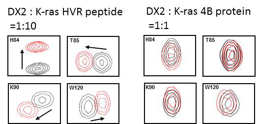 AIMP2-DX2 (51-251, C136S, C222S)(black)에 K-ras HVR peptide를 1:10으로 첨가 후 (red) AIMP2-DX2 (51-251, C136S, C222S)의 1H-15N TROSY spectra(좌) 와 DX2(black)와 K-ras 4B(1-187) 단백질 1:1로 첨가 후 (red) AIMP2-DX2 (51-251, C136S, C222S)의 1H-15N TROSY spectra(우)