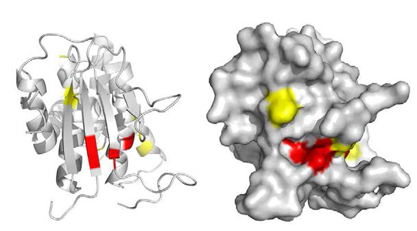 DX2의 pyrimethamine 결합 부위 (red: strong CSP, yellow: weak CSP)
