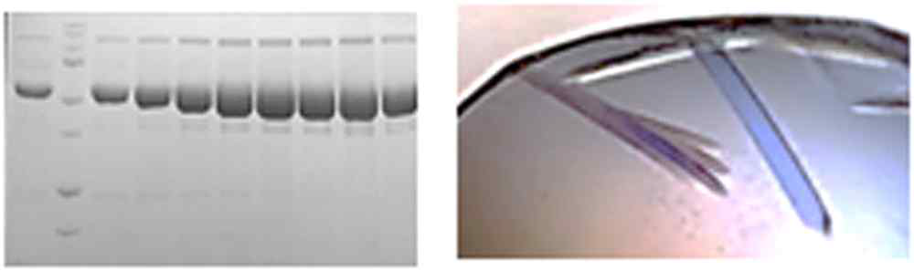HRS 단백질 정제 시 SDS-PAGE 결과(좌), HRS 단백질 결정 (우)