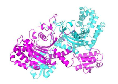 Co-crystallization으로부터 얻은 단백질 결정을 회절 분석 후, 규명한 HRS 구조
