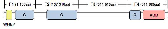 human GRS 단백질의 도메인 구성 및 1차 constructs design (F1-F4)