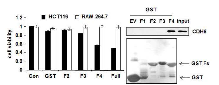 human GRS fragment 들의 암세포 억제능 및 CDH6 결합능 비교