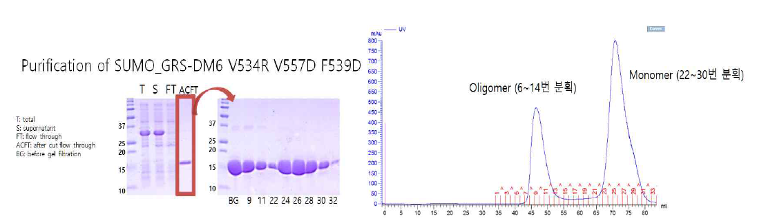 GRS DM6　V534R　V557D F539D 단백질의 정제 과정 중 oligomer, monomer peak