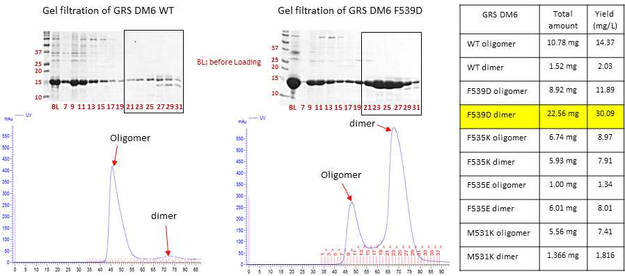 GRS DM6 WT과GRS DM6 F539D의 정제과정 및 yield