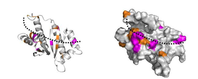 EPRS peptide에 의한 PCBP2 결합부위 mapping