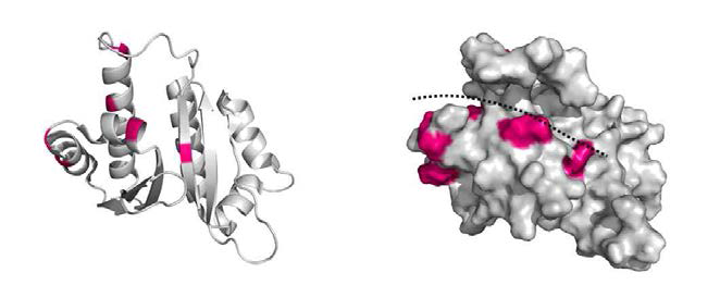EPRS peptide (aa 178-186)의 결합에 의해 NMR신호가 변화되는 PCBP2의 부위