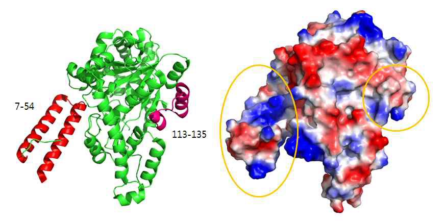 human WRS의 구조 - ribbon 모델 (좌) 및 표면 전하분포 모델 (우). 아미노산 7-54 부분은 빨강색으로, 113-135 부분은 보라색으로 표시됨