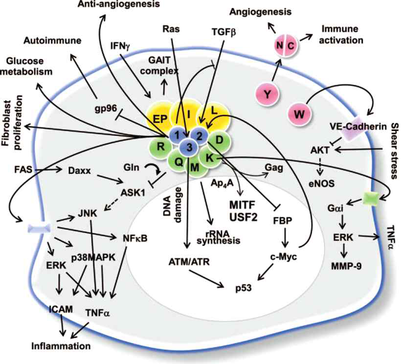 AARS와 다양한 cell signaling을 통한 질환과의 연계성