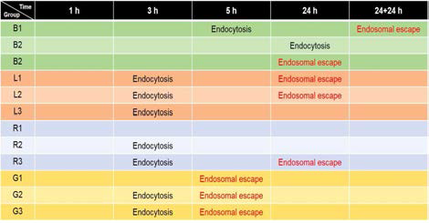 시간별 endocytosis 및 endosomal escape 추이