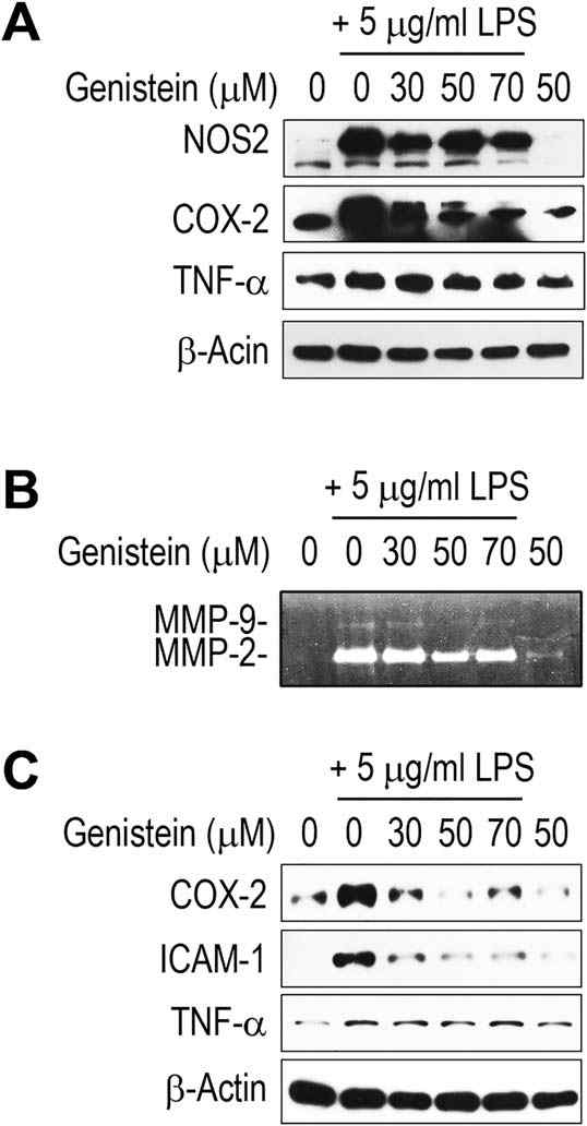 LPS가 처리된 대식세포 및 치은섬유 아세포의 염증반응인자 발현에 대한 genistein 의 억제 효과