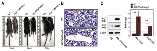 COMP-Ang1 과발현 유전자적중 생쥐의 표현형과 골수내 거대한 혈관생성 확인