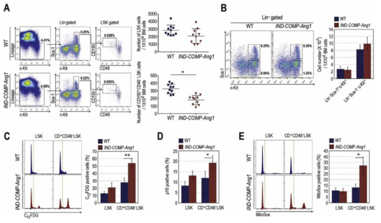 COMP-Ang1 과발현 유전자적중 생쥐에서 나타나는 조혈줄기세포의 노화