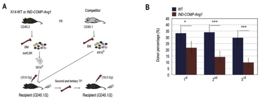 COMP-Ang1 과발현 유전자적중 생쥐에서 분리된 골수세포의 이식 후 수여동물에서의 증식 패턴 분석-대조군과 비교시 현저한 수준의 증식저하 확인. 증식저하 패턴은 이식이 반복될수록 더 현저하게 나타남