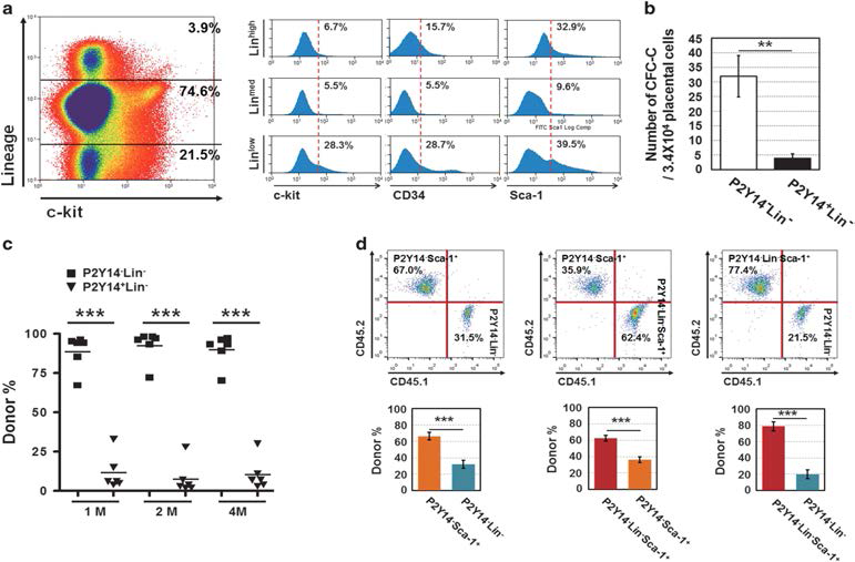 태반유래 조혈 줄기세포에서 P2Y14+ Lin−-과 P2Y14−-Lin+ 세포 분석