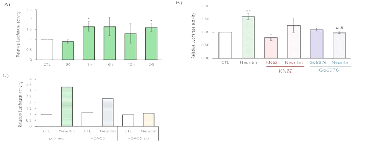 해마신경세포에 rhNeuritin을 처리 후 MEF2 activity를 확인