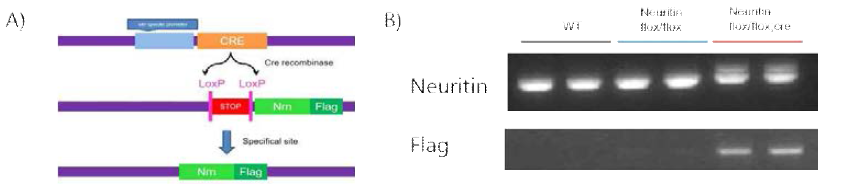 Neuritin이 해마의 DG에서만 과발현 되는 neuritin 과발현 동물 모델 확립