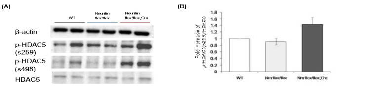 In vivo 동물에서의 HDAC5의 변화 확인