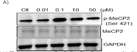 해마신경세포에 ketamine을 처리 한 후 MeCP2의 인산화 변화 확인