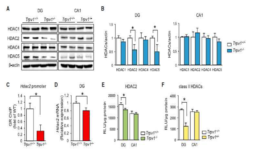 Trpv1-/- mice 해마에서 HDAC2 발현 및 관련 분자기전 확인