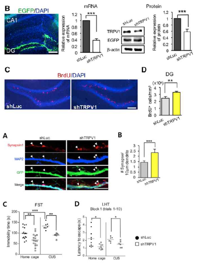 Lenti-shTRPV1 virus를 주입한 동물 모델에서의 시냅스 발생 및 항 우울 행동 변화