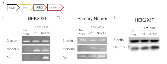 Lenti-Neuritin virus를 통한 neuritin 과발현 확인