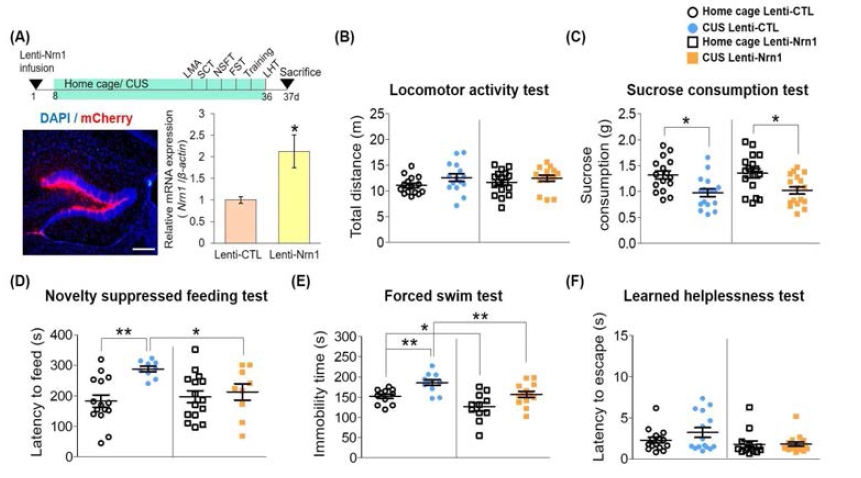 Lenti-Neuritin을 통한 Neuritin 과발현 동물에서의 항우울 행동 확인