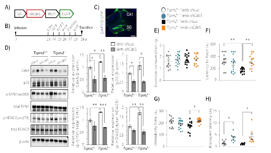 Trpm2+/+ 동물과 Trpm2-/- 동물의 해마에 lenti-shCdk5 virus 후 항 우울행동 및 분자기전 확인