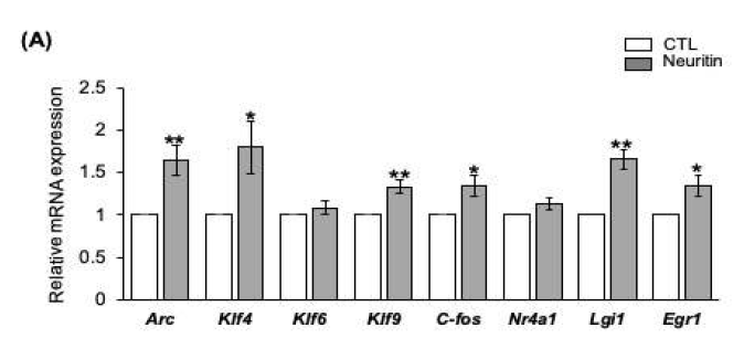 rhNeuritin을 해마신경세포에 처리한 후 유전자 변화 확인