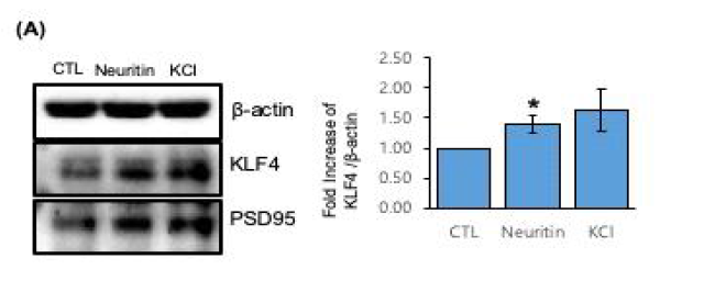 rhNeuritin에 의한 KLF4, PSD95 변화 확인